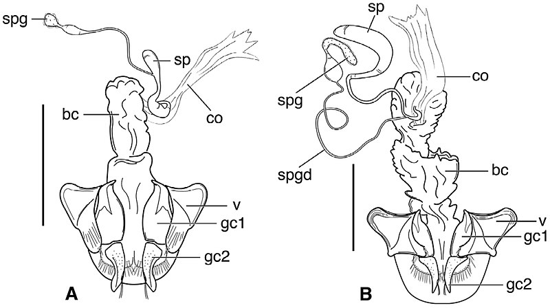 File:Harpalini (10.3897-zookeys.690.13751) Figure 44.jpg