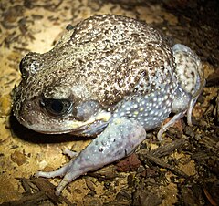 Heleioporus australiacus (maskla).jpg