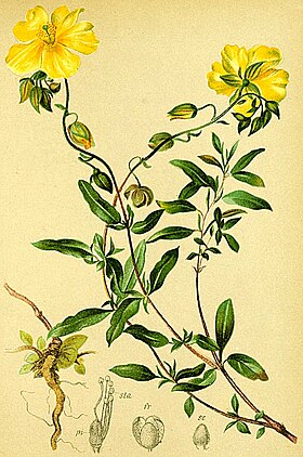 Helianthemum grandiflorum Atlas Alpenflora.jpg