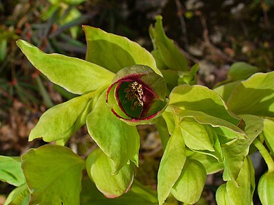 Helleborus foetidus Flower