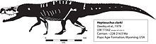 Skeletal reconstruction of Heptasuchus holotype showing bones in white where specimens are figured or in collections, and those in grey that have been reported but not figured or available at the time of illustration Hepta Skel.jpg