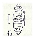Vignette pour Heterogaster radobojanus