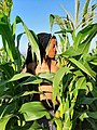 Hiding behind corn.jpg