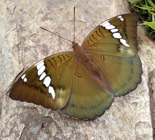 Himálajský velkovévodkyně motýl (Euthalia patala patala) .png