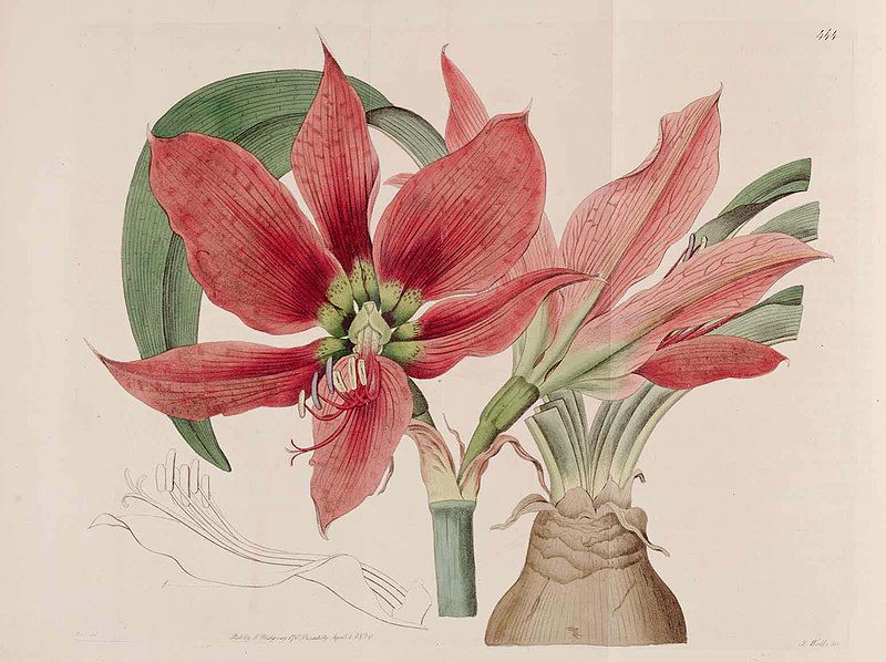 File:Hippeastrum aulicum 444.jpg