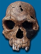 Replica of fossil skull of H. habilis. Fossil number KNM ER 1813, found at Koobi Fora, Kenya. Homo habilis-KNM ER 1813.jpg