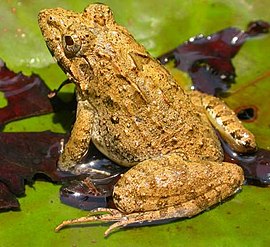 Indus Valley Bullfrog HoplobatrachusTigerinus.jpg