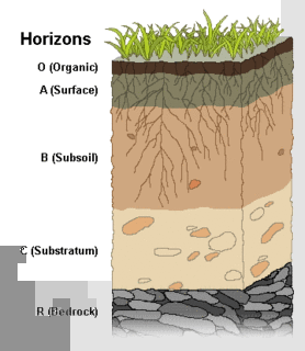 Humus Organic matter in soils resulting from decay of plant and animal materials