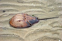Horseshoe crab in sand.jpg