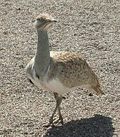 Houbara bustard