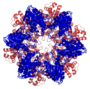 Sastavljeni kompleks hslV (plavo) i hslU (crveno) iz -{E. coli}-. Smatra se da ovaj kompleks proteina toplotnog udara podseća na pretka modernog proteazoma.