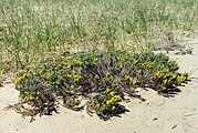 Hudsonia tomentosa, or woolly beachheather