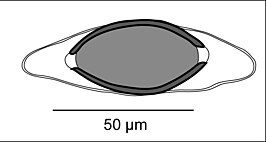 Huffmanela branchialis