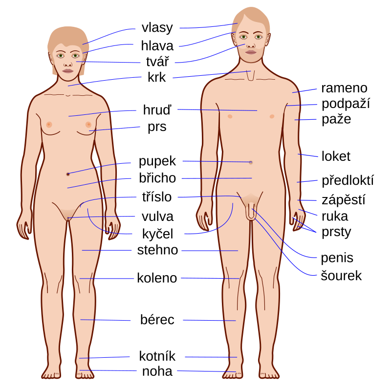 Czech Language/Body Parts - Wikiversity