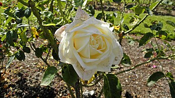 'White Prince', Von Abrams 1961 seed: 'Blanche Mallerin' × 'Peace'; pollen: 'Peace' × 'Frau Karl Druschki'