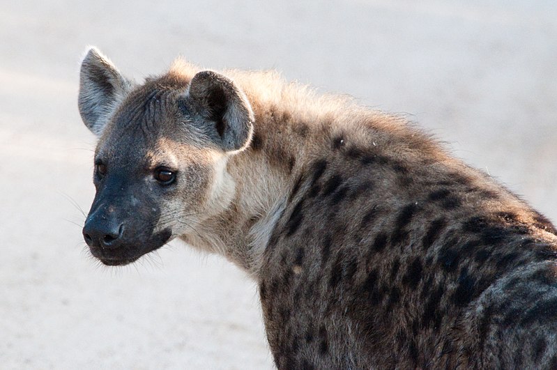 File:Hyena (4107283936).jpg