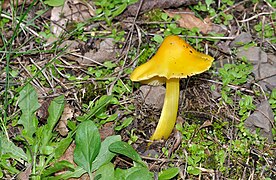 Hygrocybe persistens (Persistent Waxcap)