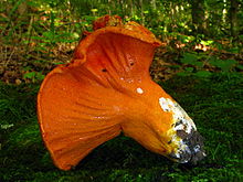 A mushroom (probably Russula brevipes) parasitized by Hypomyces lactifluorum resulting in a "lobster mushroom" Hypomyces lactifluorum 169126.jpg