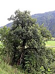 Stieleiche (Quercus robur)