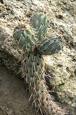 IMG 3324-Miqueliopuntia miquelii.jpg