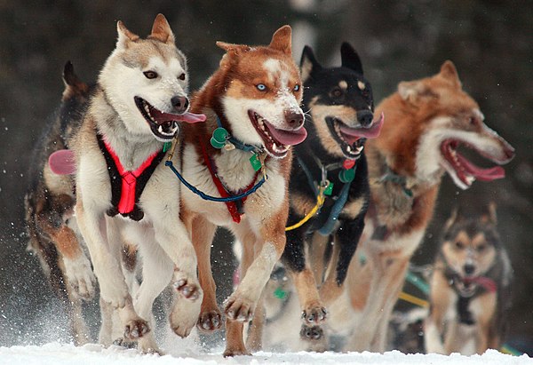 Iditarod Trail Sled Dog Race 2010