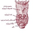 Illu08 thyroid persian.jpg