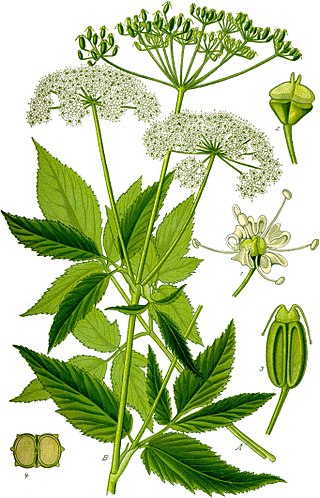 <i>Aegopodium podagraria</i> Species of flowering plant in the celery family Apiaceae