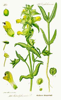 Illustration Rhinanthus serotinus0.jpg