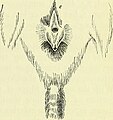 Image from page 624 of "On the anatomy of vertebrates (electronic resource)" (1866) (14750959795).jpg