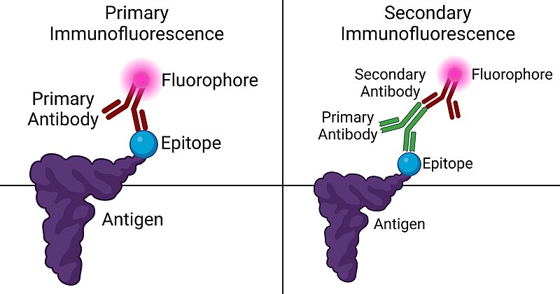 File:Immunofluorescence.jpg