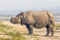 Indian rhinoceros (Rhinoceros unicornis) 6.jpg