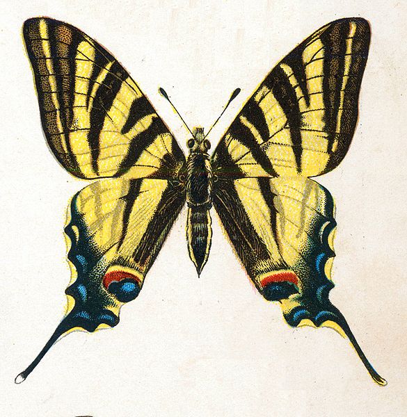 File:Iphiclides podalirius by Nemos.jpg