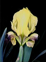 Iris pseudopumila üçün miniatür