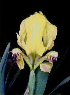 <i>Iris pseudopumila</i> Species of flowering plant