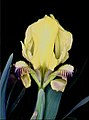 Bellus Iris pseudopumila