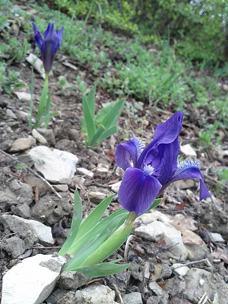 File:Iris pumila sl5.jpg
