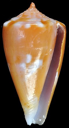 Description de l'image Isoconus kahlbrocki (MNHN-IM-2000-34746) 002.jpeg.