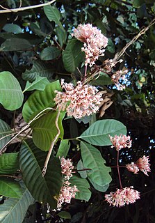 <i>Ixora elongata</i>