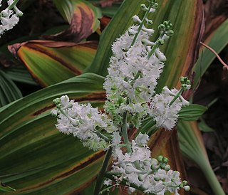 <i>Veratrum fimbriatum</i> Species of flowering plant