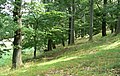 Čeština: les na Janovském vrchu v Janově, okres Děčín English: forest on the top of the Janovský vrch, Janov in Děčín District