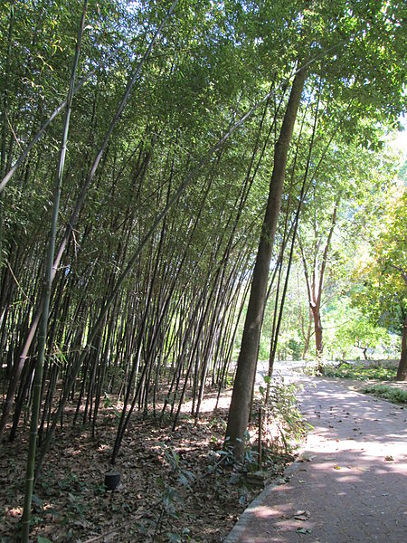 File:Jardín Botánico La Concepción53.jpg