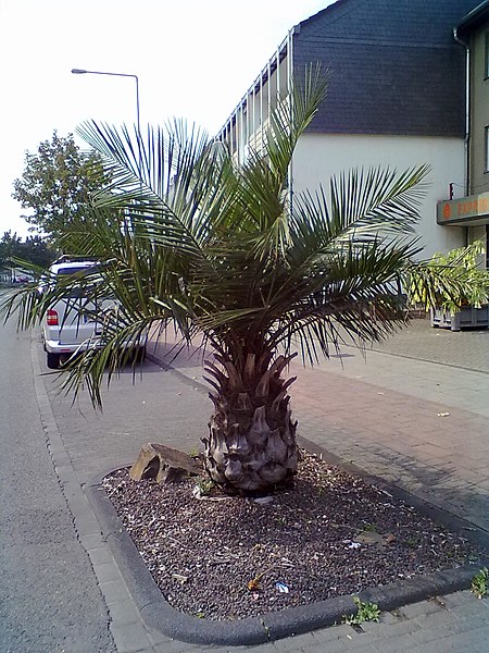 File:Jubaea chilensis - Leverkusen, Germany.jpg