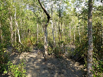 Jungle Walking Mangrove Forest Katka Sundarban National Park Bangladesh - panoramio (4).jpg