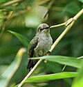 Thumbnail for File:Juvenile - Anna's Hummingbird - Sarah Stierch - C.jpg