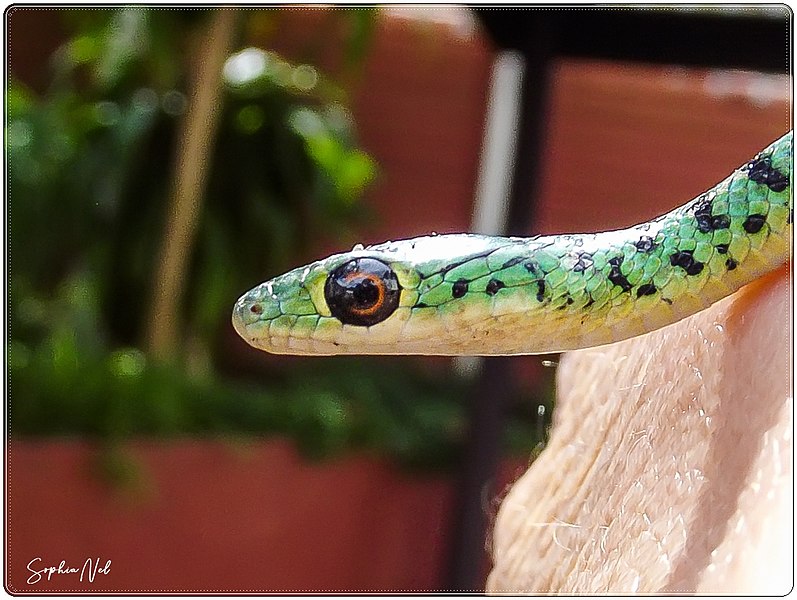 File:Juvenile Spotted Bush Snake - Harmless.jpg