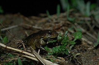 <span class="mw-page-title-main">Boreal digging frog</span> Species of amphibian