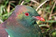 Kererū by Matt Binns