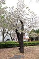 P171 気多の白菊桜 Ketanoshirokikuzakura 全体の写真