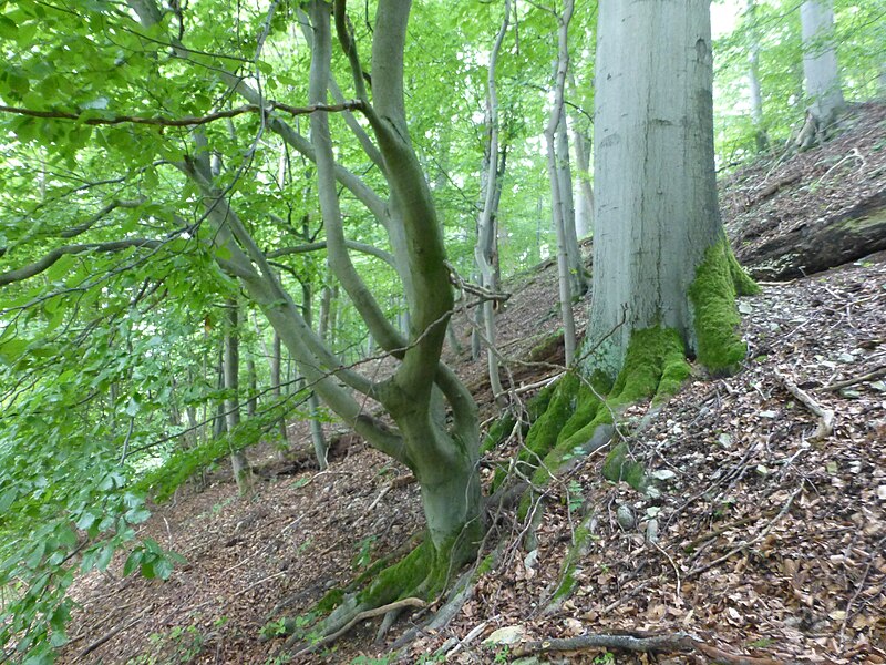 File:Keudelskuppe (3).jpg