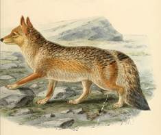 Lycalopex culpaeus smithersi ou renard des Andes. Ici variété spécifique aux régions du centre de l'Argentine